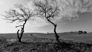 היצירה הבאה