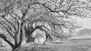היצירה הבאה