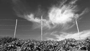 היצירה הבאה