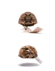 היצירה הבאה