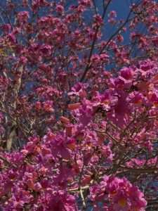 היצירה הבאה