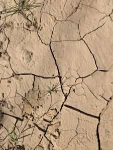 היצירה הבאה