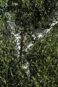 היצירה הבאה