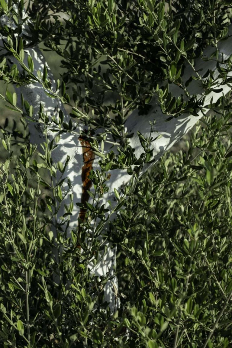 אהרון קריצר -0827