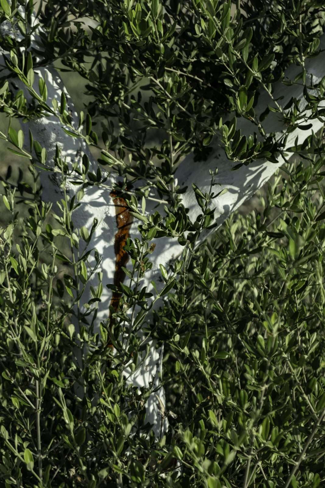 אהרון קריצר -0827