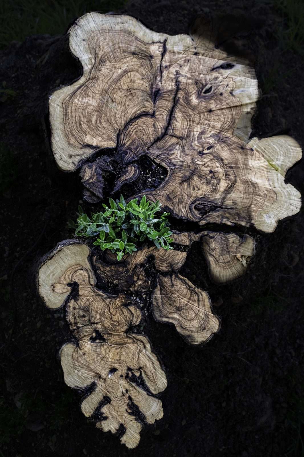 אהרון קריצר -8911